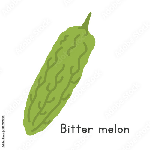 Bitter melon flat vector illustration. Green bitter melon cartoon clipart style. Also known as bitter gourd, balsam pear, karela, goya, ampalaya, nigauri, ku-gua, or Momordica charantia