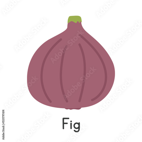 Fig flat vector illustration. Purple common fig cartoon clipart style isolated on white background. Common fruit and Fig concept