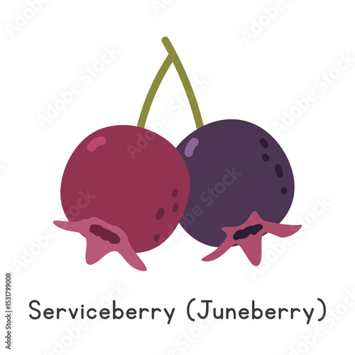 Juneberry flat vector illustration. Juneberry or Serviceberry cartoon clipart style isolated on white background. Berry fruit concept