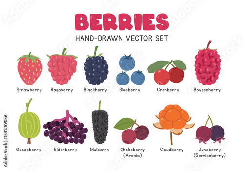 Berries flat vector illustration set in cartoon clipart style. Strawberry, raspberry, blackberry, blueberry, cranberry, boysenberry, gooseberry, elderberry, mulberry, chokeberry, cloudberry, juneberry