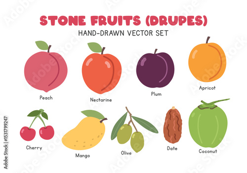 Stone fruits or Drupes flat vector illustration set in cartoon clipart style. Peach, nectarine, plum, apricot, cherry, mango, olive, date, coconut