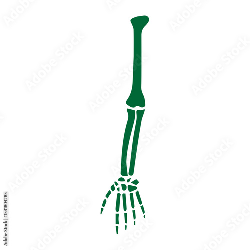 forearm bone