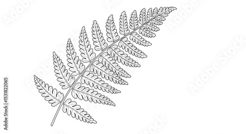 Detailed fern frond illustration showcasing intricate leaf structure and botanical details for design projects