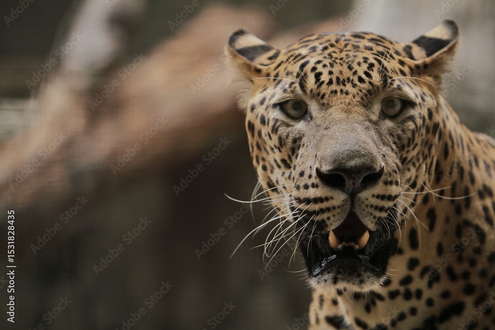 Fototapeta premium close up of a leopard