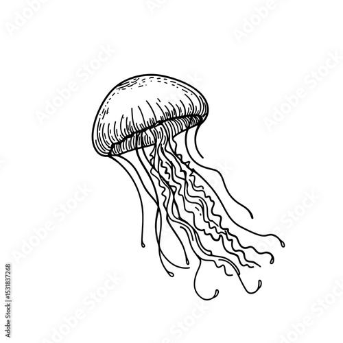 Intricate vector illustration of a jellyfish in black and white, capturing the fluid elegance of ocean life. Perfect for marine-themed designs or educational materials.