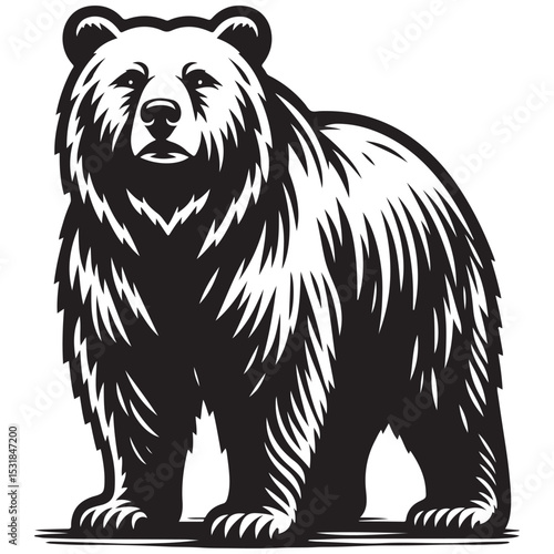 bear vector illustration