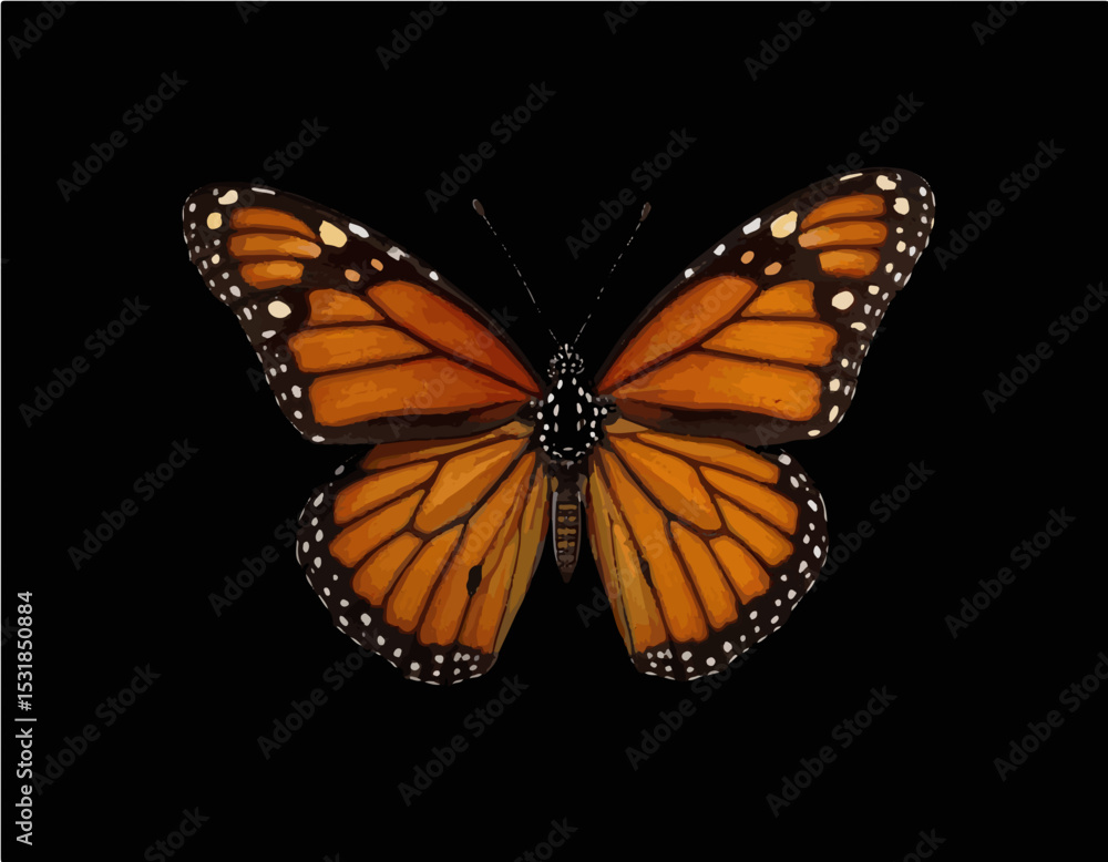 Fototapeta premium butterfly on black background