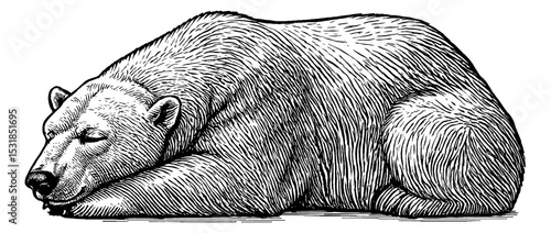 Engraved Illustration of a Sleeping Polar Bear in Detailed Black and White Line Art