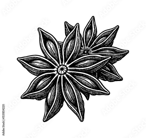 Detailed Black and White Engraving of Two Star Anise, Culinary Herb and Spice Ingredient