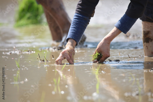 田植えをする様子