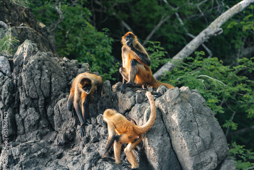 Costa Rica, Guanacaste Spider Monkey 9