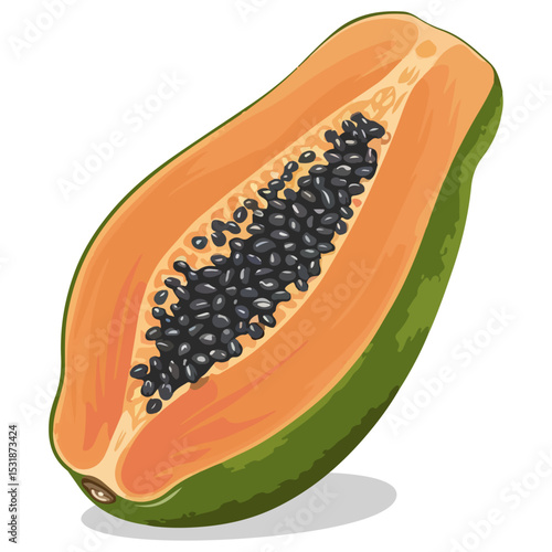 papaya fruit vector illustration isolated on white background, papaya, fruit, food, sweet, juicy, healthy, pawpaw,illustration.