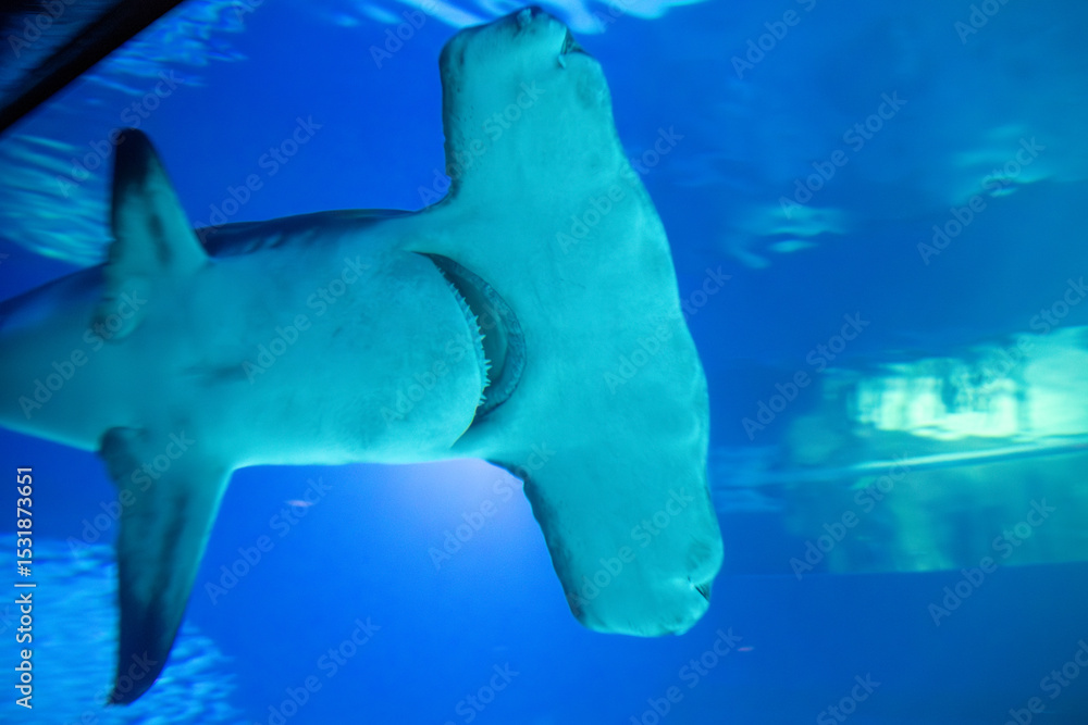 Naklejka premium A Great Hammerhead at an aquarium