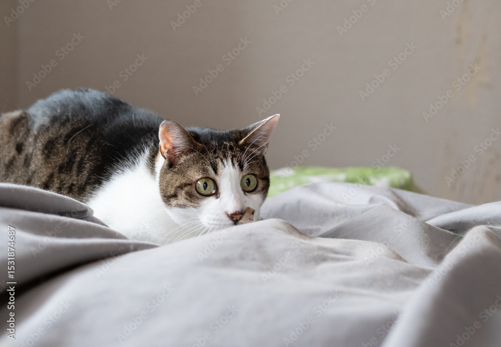 見つめる可愛い猫 キジトラ白 見つめる可愛い猫 キジトラ白