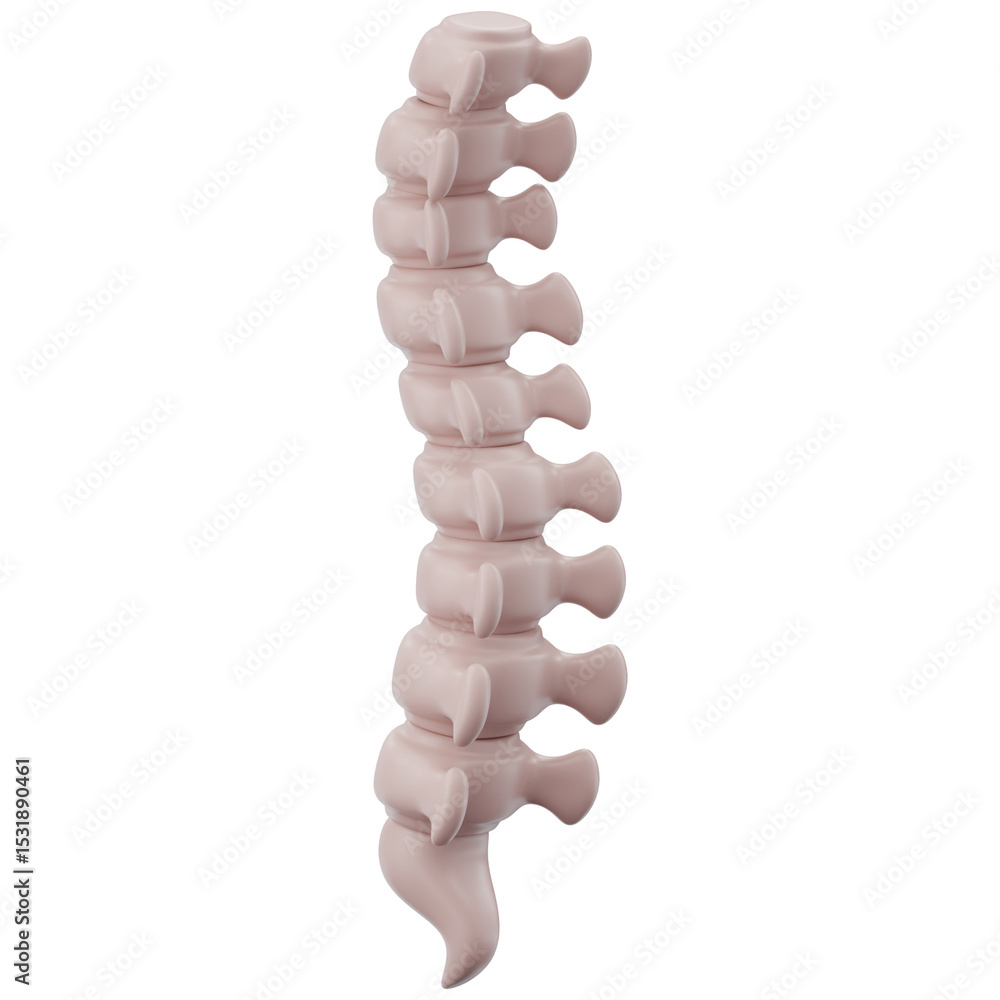 Human Spinal Column Human Spinal Column