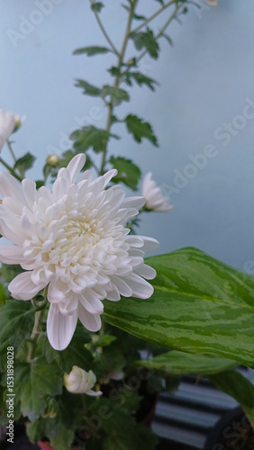 Close up of white blooming chrysanthemum flowers in a pot on a blue background