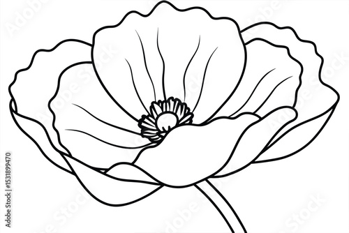 Elegant Line Art Poppy Flower Drawing Botanical Illustration