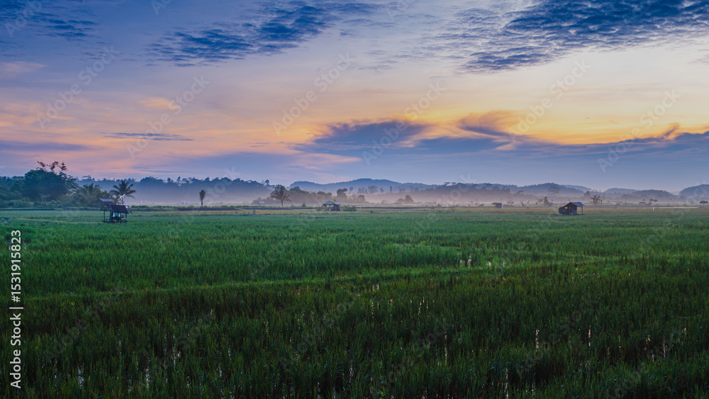 Obraz premium Foggy Rice Fields at Sunrise in Samboja, near Balikpapan city of Indonesia.