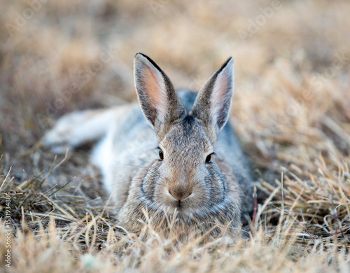 rabbit in the grass