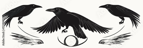 Stylized black raven silhouettes in flight and standing poses with abstract feather and ring vector design minimalist tattoo illustration