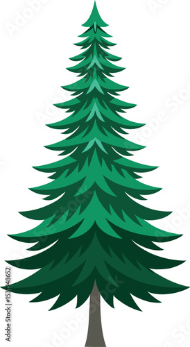 Balsam Fir Tree Vector Illustration.