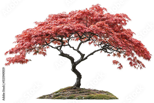 Japanese maple tree isolated PNG cutout with vibrant red foliage — ultra-high-resolution transparent background graphic for landscape design, botanical illustration, and digital art workflows