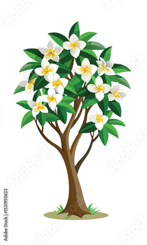 Frangipani Tree Illustration with White Flowers.