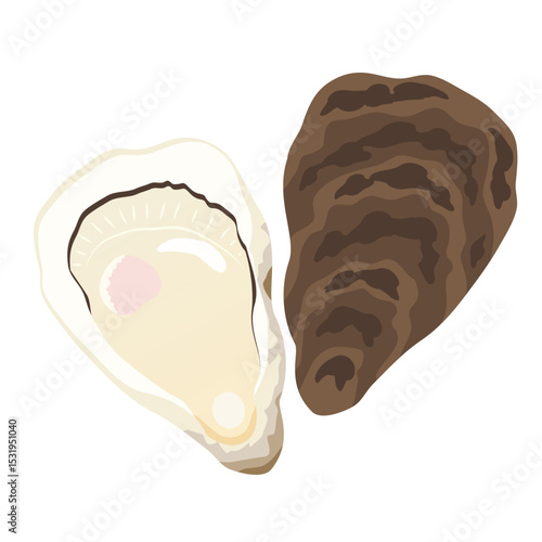 牡蠣と牡蠣殻のイラスト
