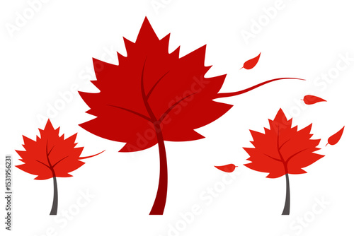 Three red maple trees autumn fall season