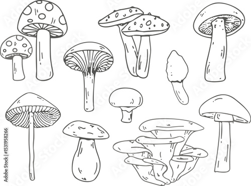 Hand drawn mushroom collection illustration, black and white fungi set, vintage forest mushrooms sketch, botanical edible and toxic mushrooms drawing, nature-inspired fungi artwork design