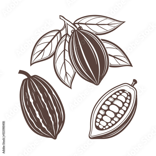Cacao bean icons set. cacao bean icon logo. Adobe Illustrator Artwork