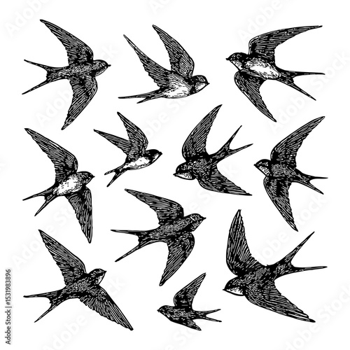 Flying Swallows Bird Illustration Black and White Outline Line Art Drawing Vintage Style Engraving