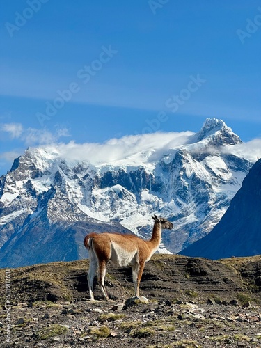 Guanaco - Parque Torres Del Paine - Chile - Paragonia - Magalhães - Andes