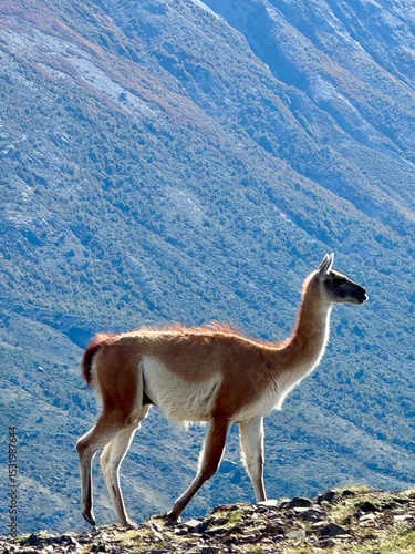 Guanaco - Parque Torres Del Paine - Chile - Paragonia - Magalhães - Andes