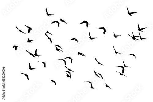 png herd of birds fly on clear backgroung