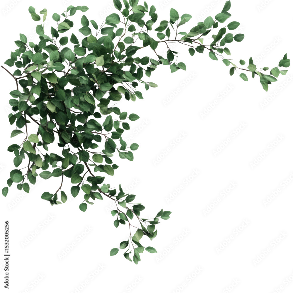 Tree Branches Leafs Top Composition on isolated transparent cutout PNG Background Tree Branches Leafs Top Composition on isolated transparent cutout PNG Background