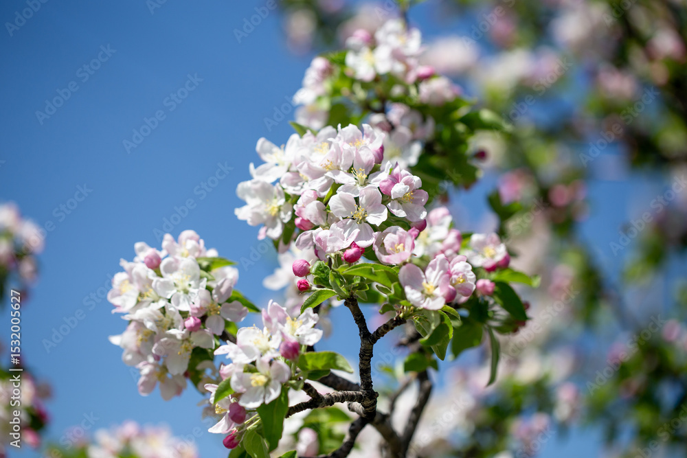 Branch of blooming apple tree reaching into clear, cloudless sky. Branch of blooming apple tree reaching into clear, cloudless sky.