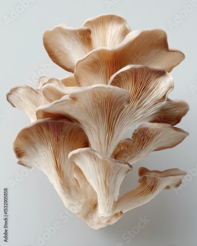 Close-up of a cluster of oyster mushrooms (3)