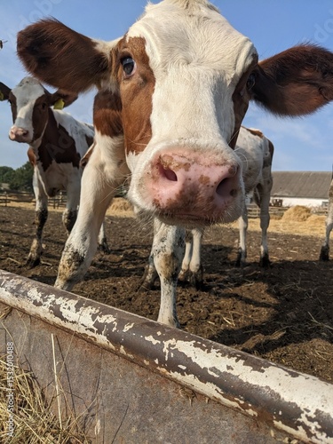 A curious cow close-up on a farm. A cow with a pink nose and brown and white coat looks into the camera on a farm. Other cows, hay and farm buildings are visible in the background, under a blue sky.
