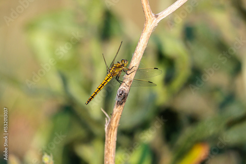 Wallpaper Mural Orthetrum cancellatum. Blue dragonfly, female, perched on a branch. Torontodigital.ca