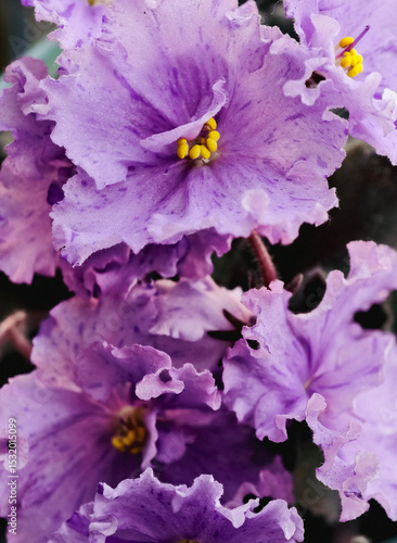 Close-up of a vibrant purple African Violet flower in full bloom