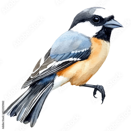 Shrike Close Up, watercolor clipart vector, isolated on a white background.