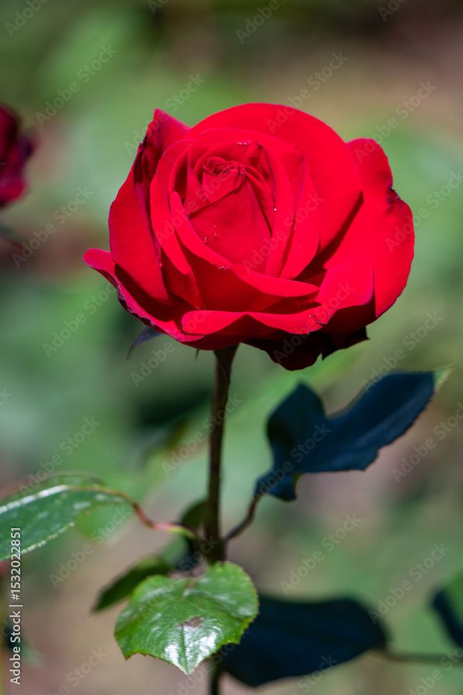 A red rose is the main focus of the image, standing tall A red rose is the main focus of the image, standing tall