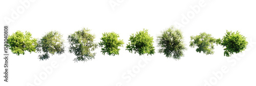 PNG. A row of trees, from a top down view, on a white background, in a photorealistic, ultra realistic style, rendered with octane, with hyper detailed elements