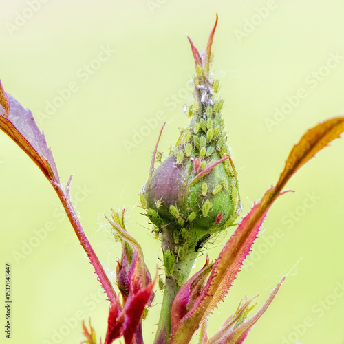 Green aphids on a rosebud