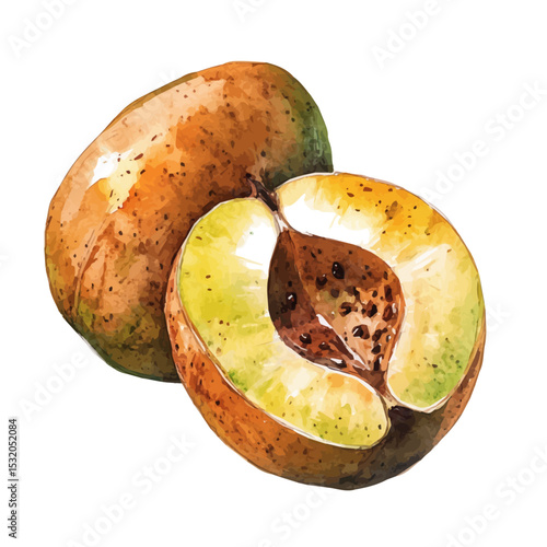Sapodilla Slice, watercolor painting vector, isolated on a white background.