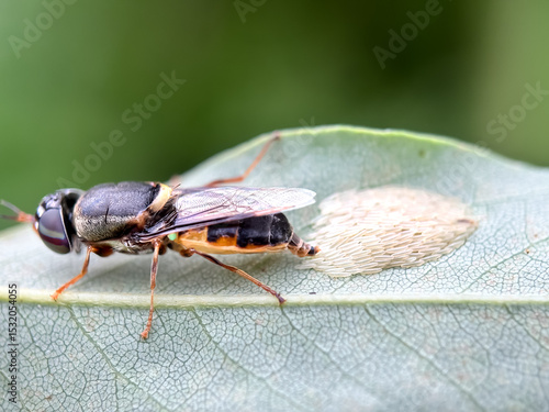 Close up of fly eggs, house fly lays eggs in the leaves