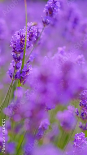 Vertical video blooming lavender, handheld camera shake slowly moving forward, bees flying over flowers, close-up blurry focus flowers, idea for screensaver background for aromatherapy and cosmetics