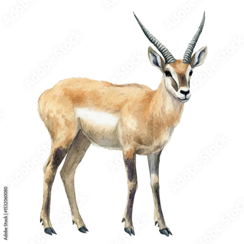 Saiga Antelope, watercolor illustration vector, isolated on a white background.