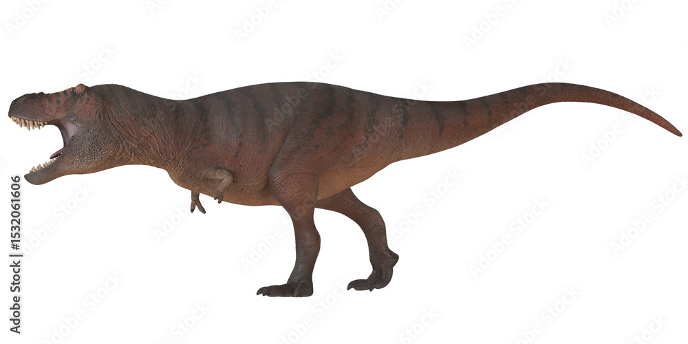 Fototapeta premium Roaring T-Rex dinosaur on white background.